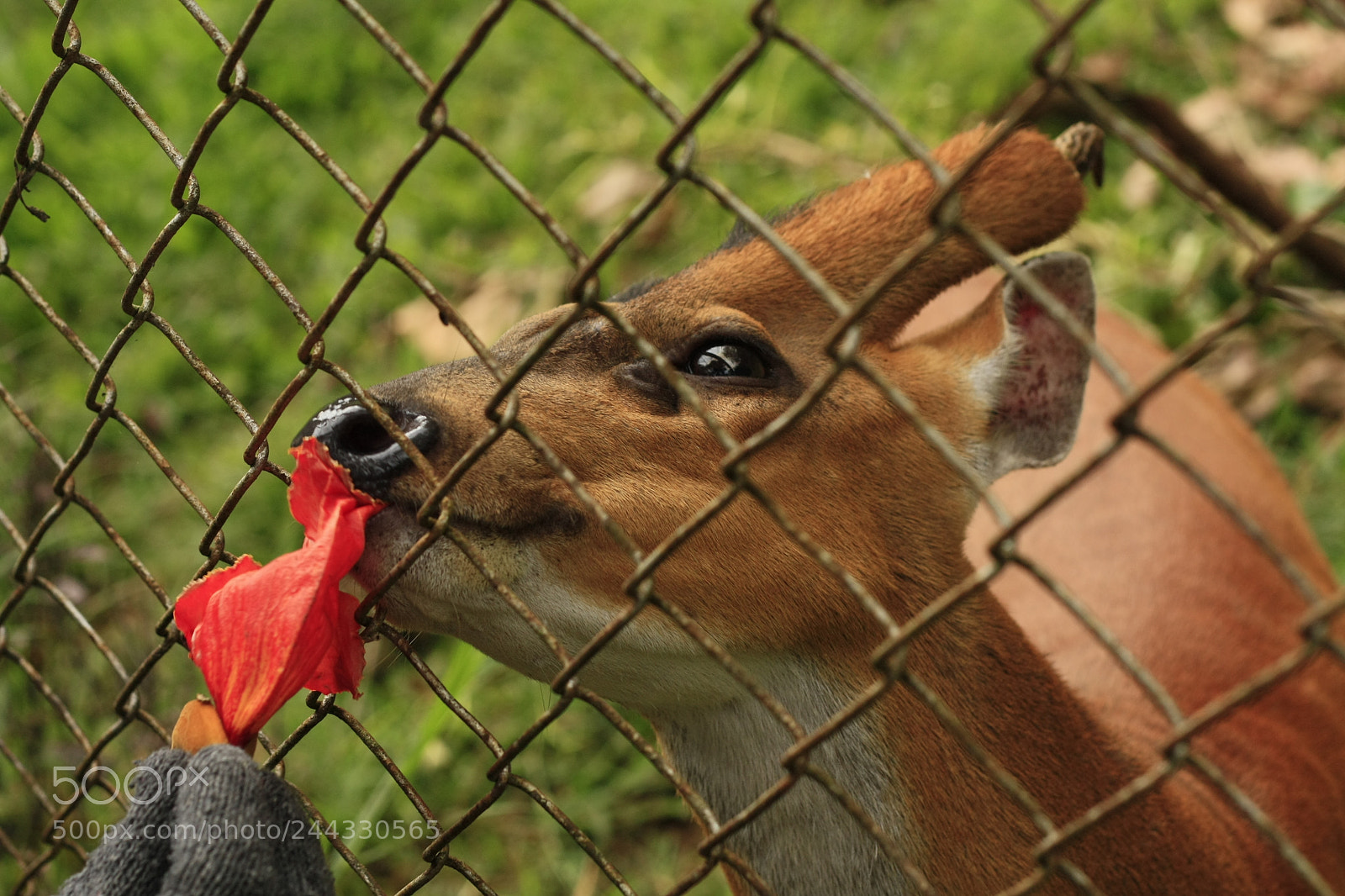 Canon EOS 450D (EOS Rebel XSi / EOS Kiss X2) sample photo. Thai red barking deer photography