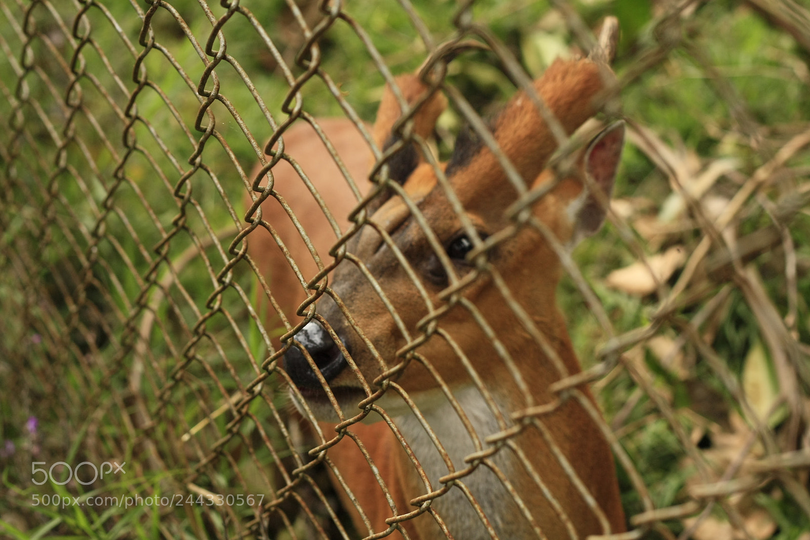 Canon EOS 450D (EOS Rebel XSi / EOS Kiss X2) sample photo. Thai red barking deer photography