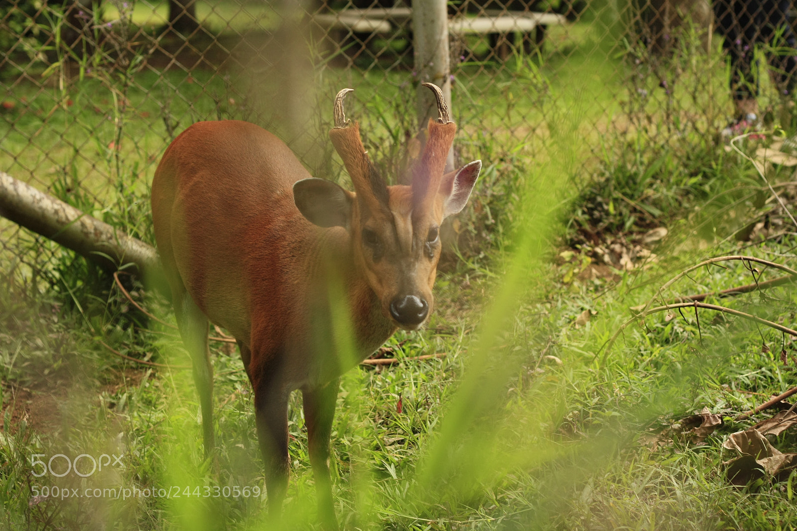 Canon EOS 450D (EOS Rebel XSi / EOS Kiss X2) sample photo. Thai red barking deer photography