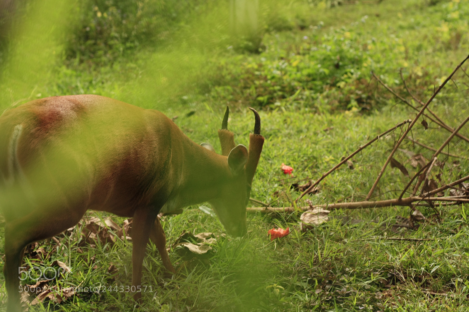 Canon EOS 450D (EOS Rebel XSi / EOS Kiss X2) sample photo. Thai red barking deer photography