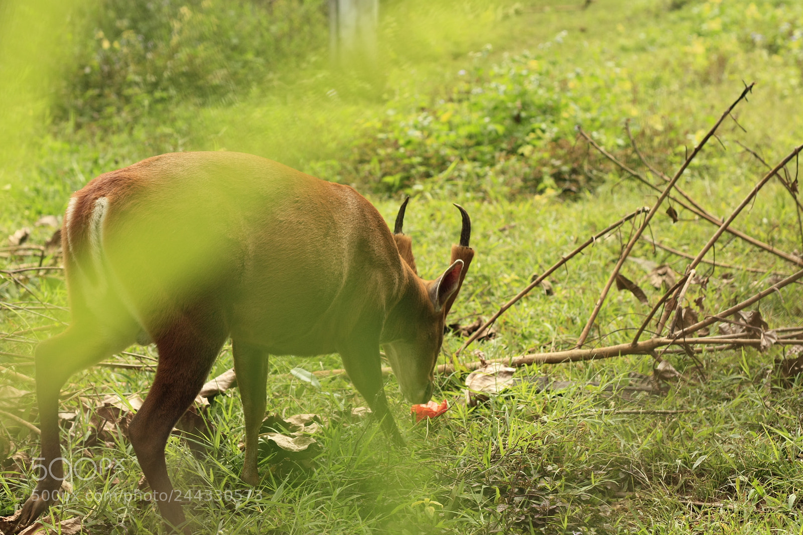 Canon EOS 450D (EOS Rebel XSi / EOS Kiss X2) sample photo. Thai red barking deer photography
