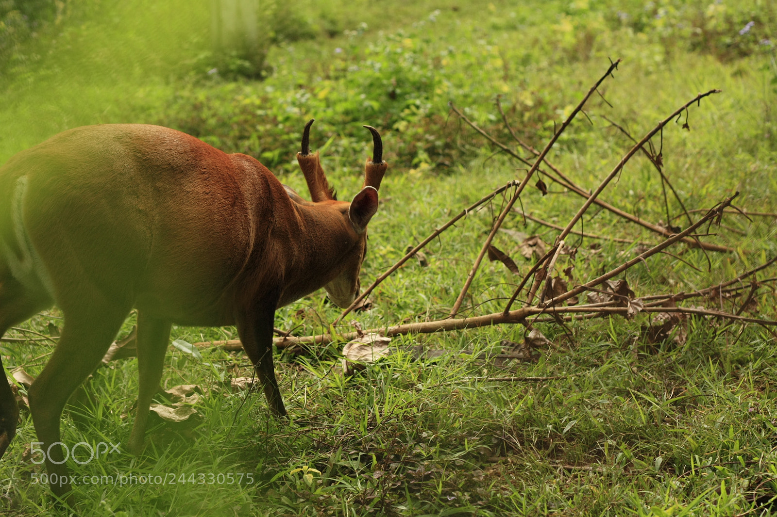 Canon EOS 450D (EOS Rebel XSi / EOS Kiss X2) sample photo. Thai red barking deer photography