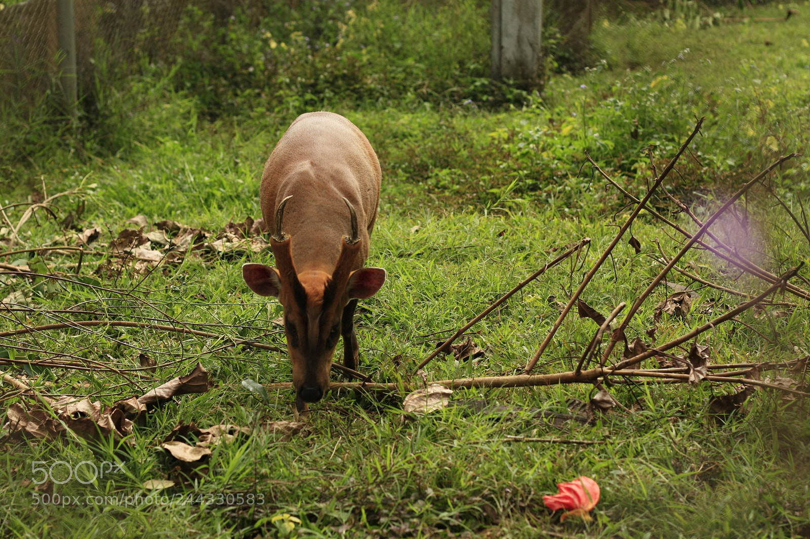 Canon EOS 450D (EOS Rebel XSi / EOS Kiss X2) sample photo. Thai red barking deer photography
