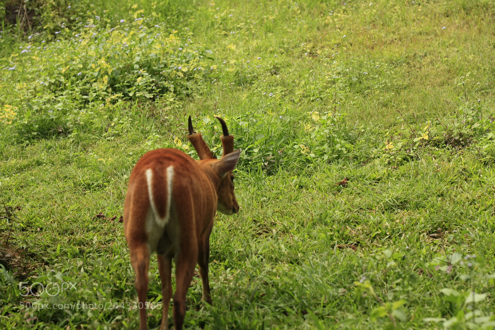 Canon EOS 450D (EOS Rebel XSi / EOS Kiss X2) sample photo. Thai red barking deer photography