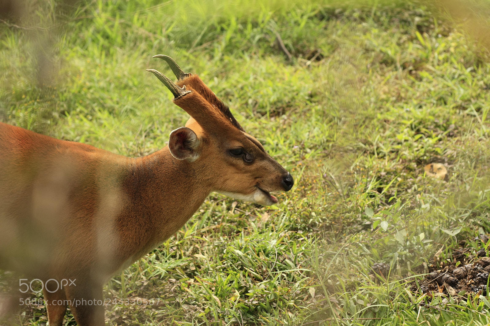 Canon EOS 450D (EOS Rebel XSi / EOS Kiss X2) sample photo. Thai red barking deer photography