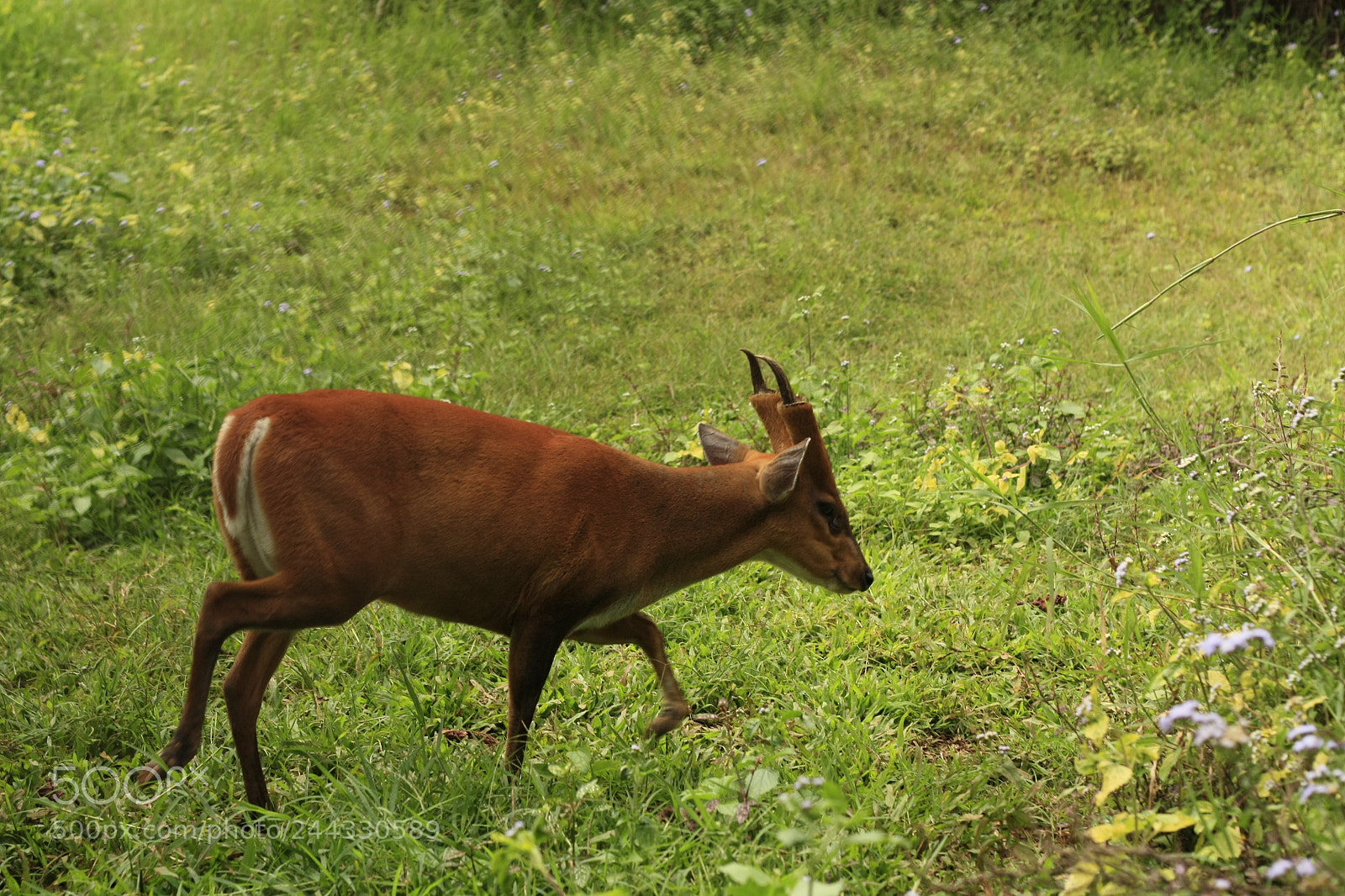 Canon EOS 450D (EOS Rebel XSi / EOS Kiss X2) sample photo. Thai red barking deer photography