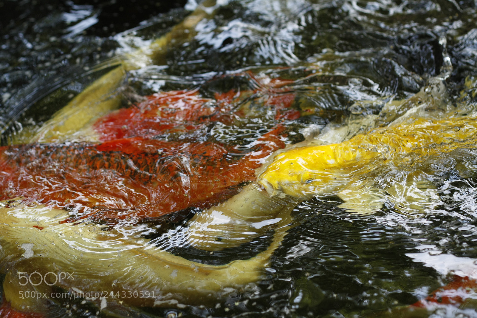 Canon EOS 450D (EOS Rebel XSi / EOS Kiss X2) sample photo. Koi fish swimming in photography