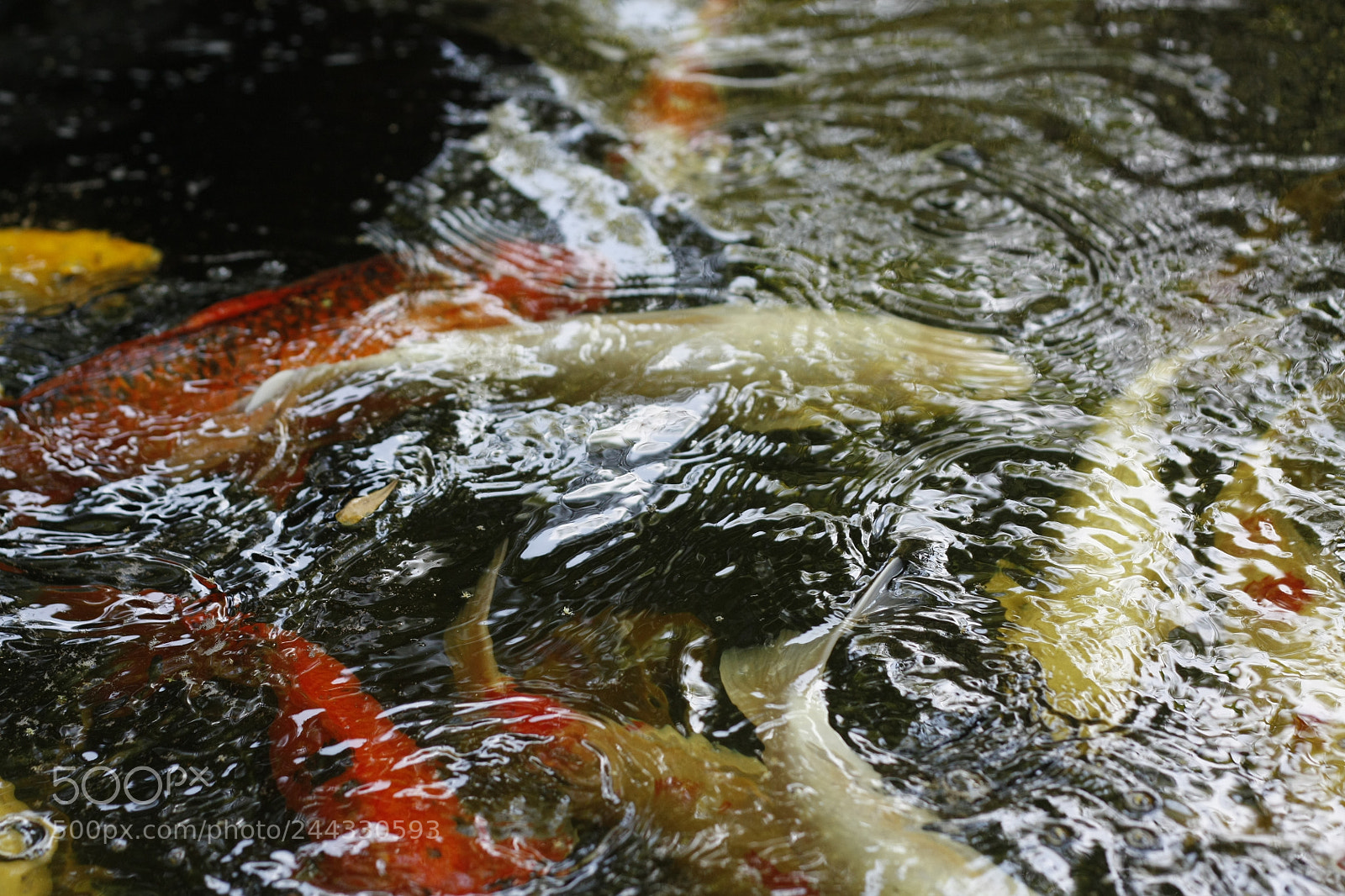 Canon EOS 450D (EOS Rebel XSi / EOS Kiss X2) sample photo. Koi fish swimming in photography