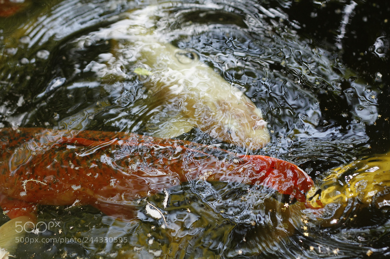 Canon EOS 450D (EOS Rebel XSi / EOS Kiss X2) sample photo. Koi fish swimming in photography
