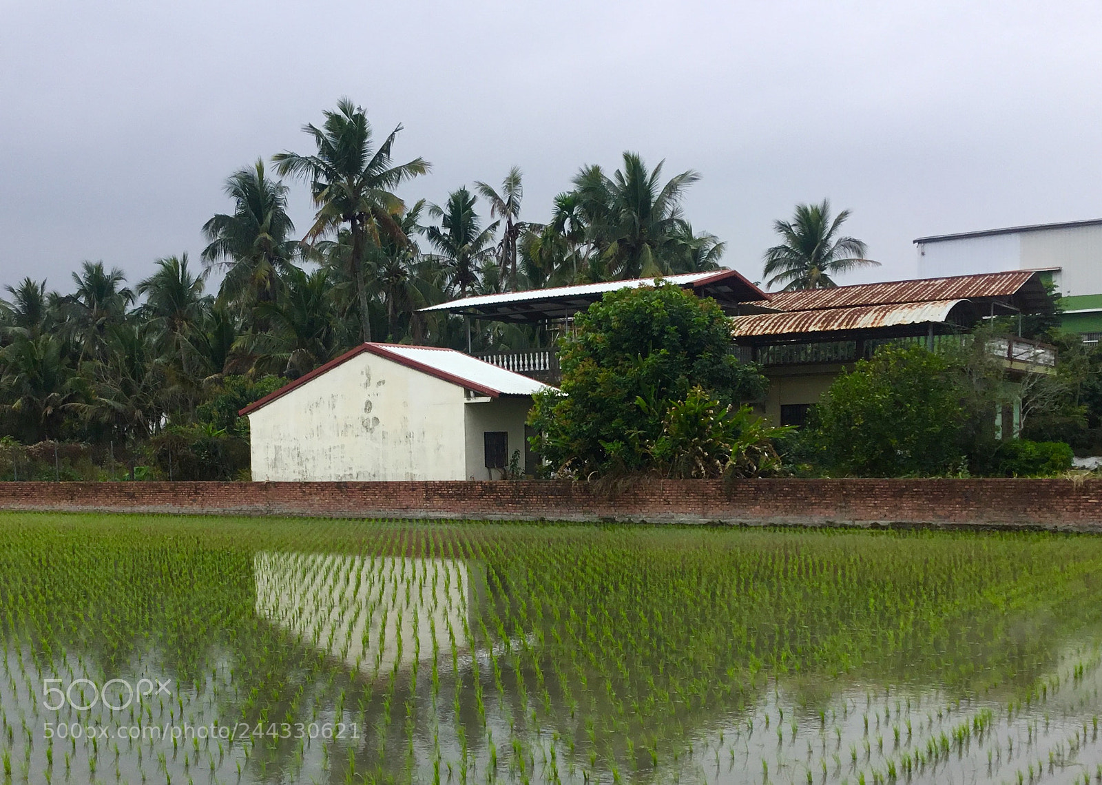 Apple iPad sample photo. Rice paddy reflections photography