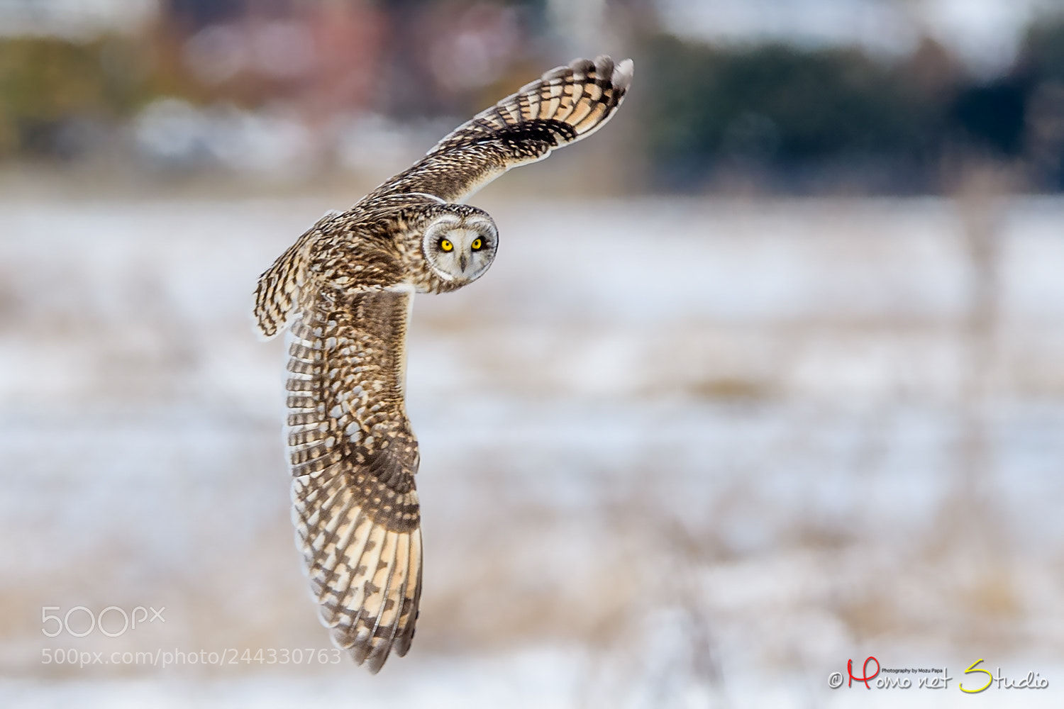 Nikon D500 sample photo. Circling on the snow photography