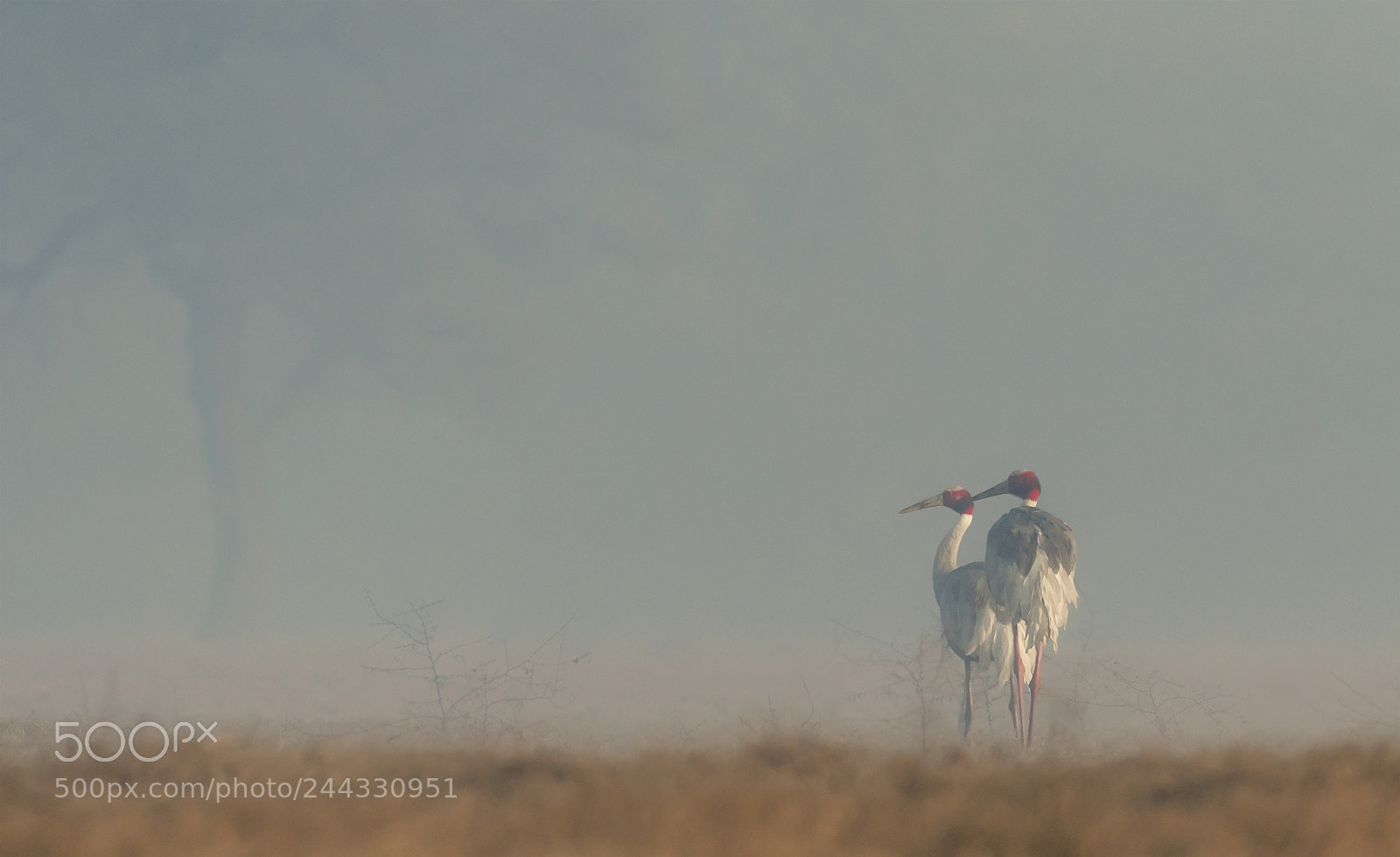 Nikon D500 sample photo. Sarus cranes photography