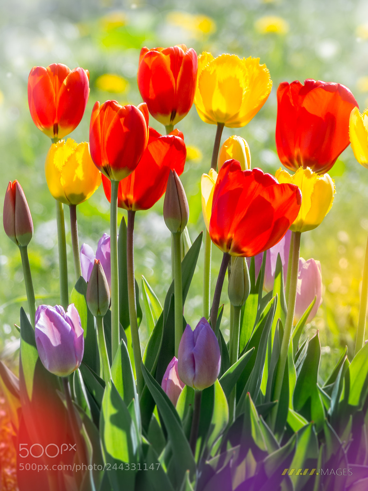 Panasonic Lumix DMC-FZ200 sample photo. Colorful tulips in the photography