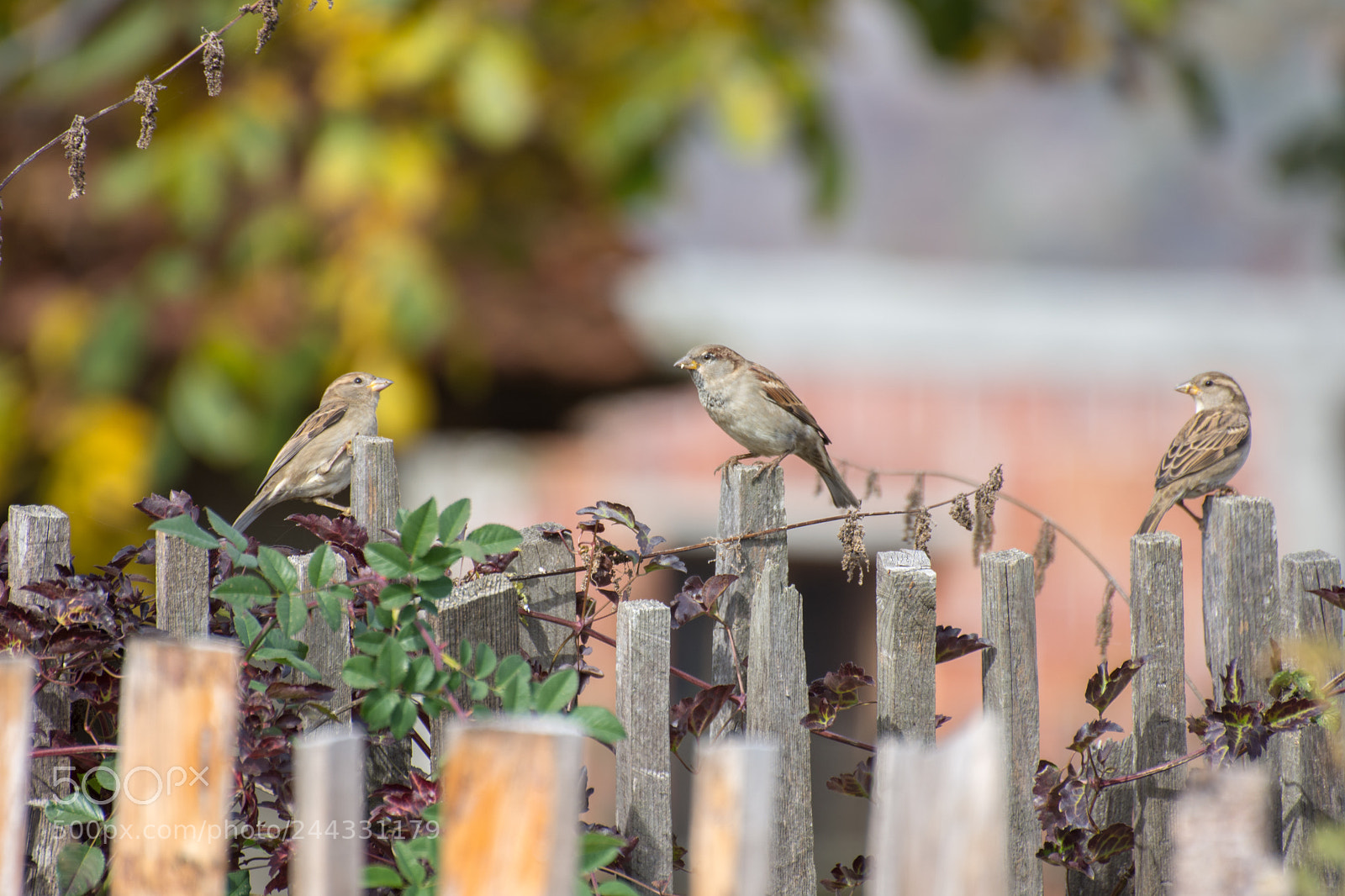 Nikon D7200 sample photo. Sparrow birs on wooden photography