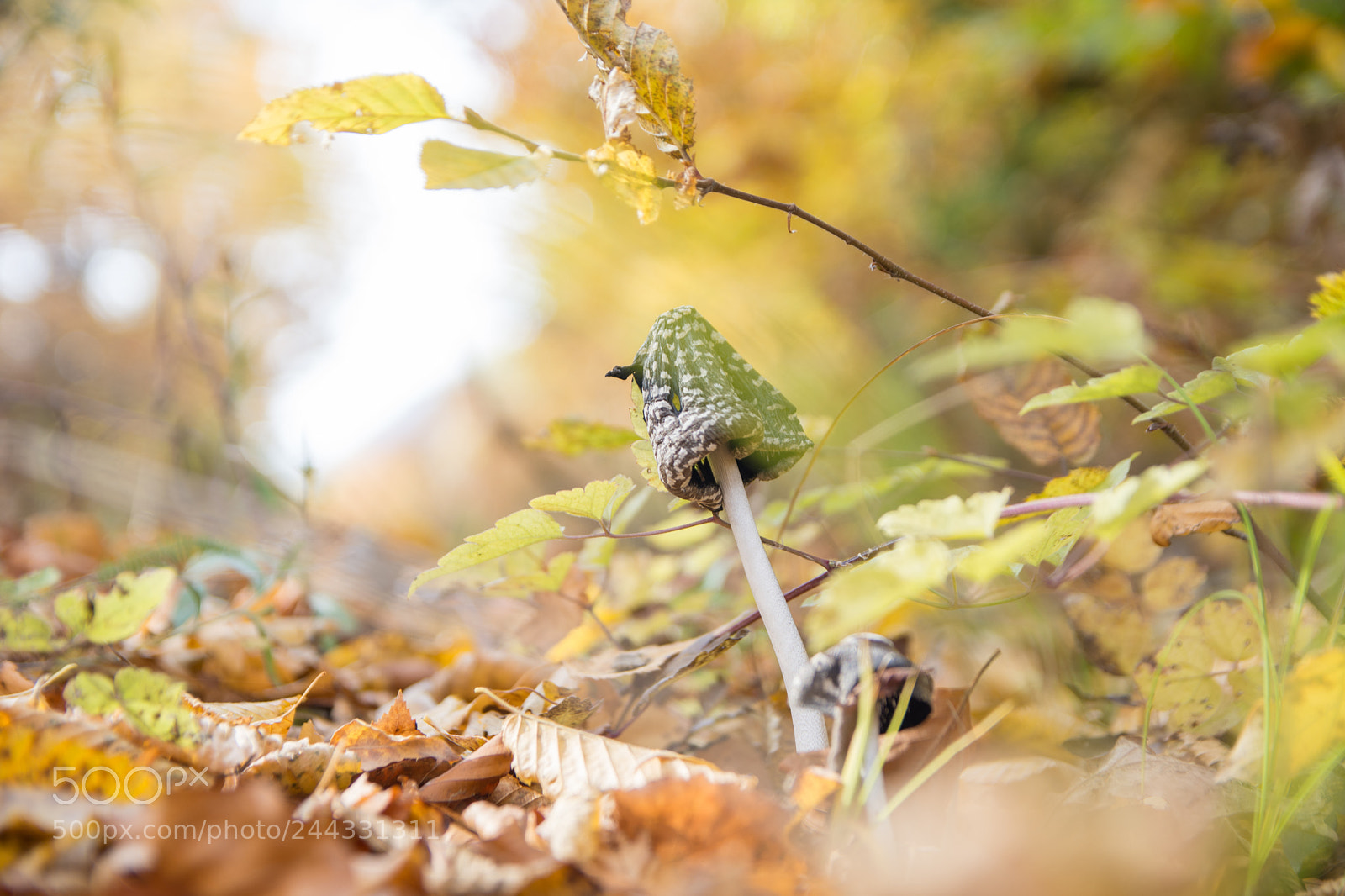 Nikon D7200 sample photo. Mushroom in autumn colored photography