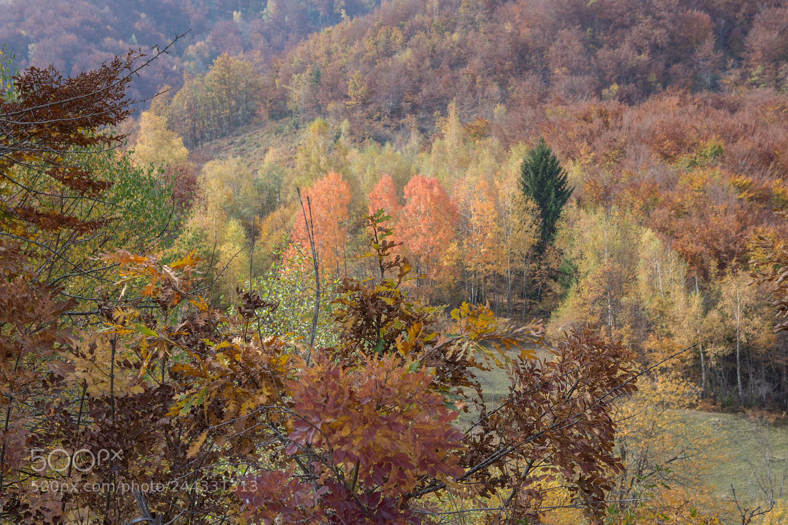 Nikon D7200 sample photo. Woods colored in autumn photography