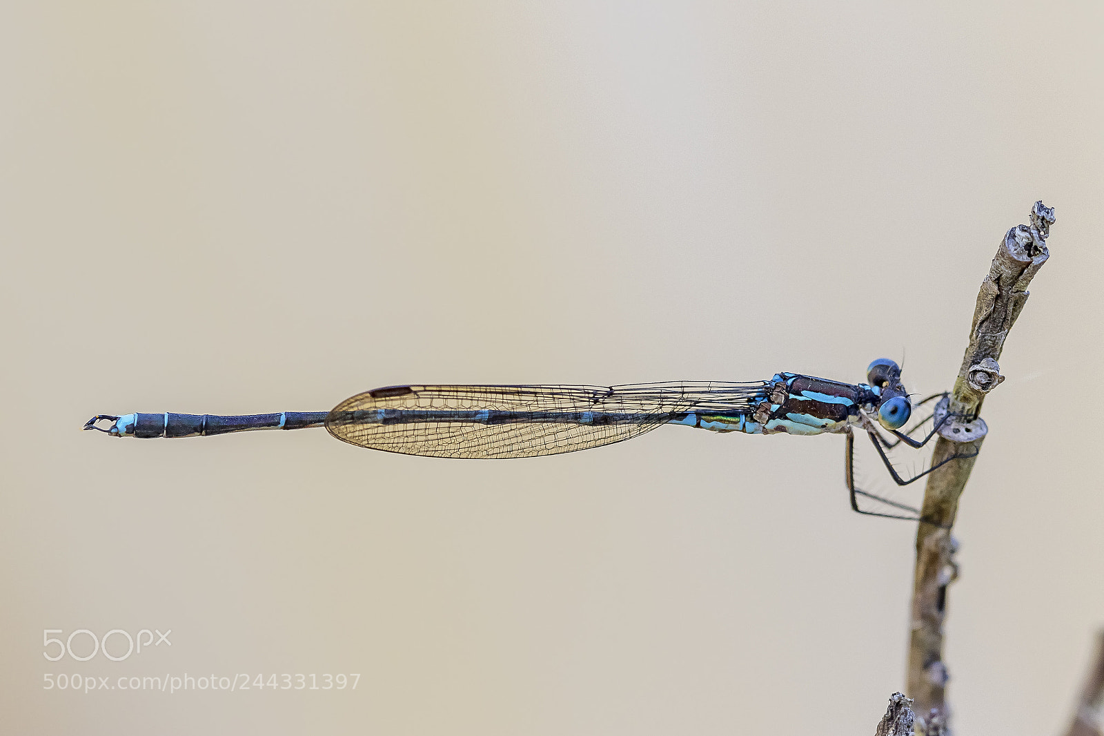 Canon EOS 7D Mark II sample photo. Blue damselfly photography