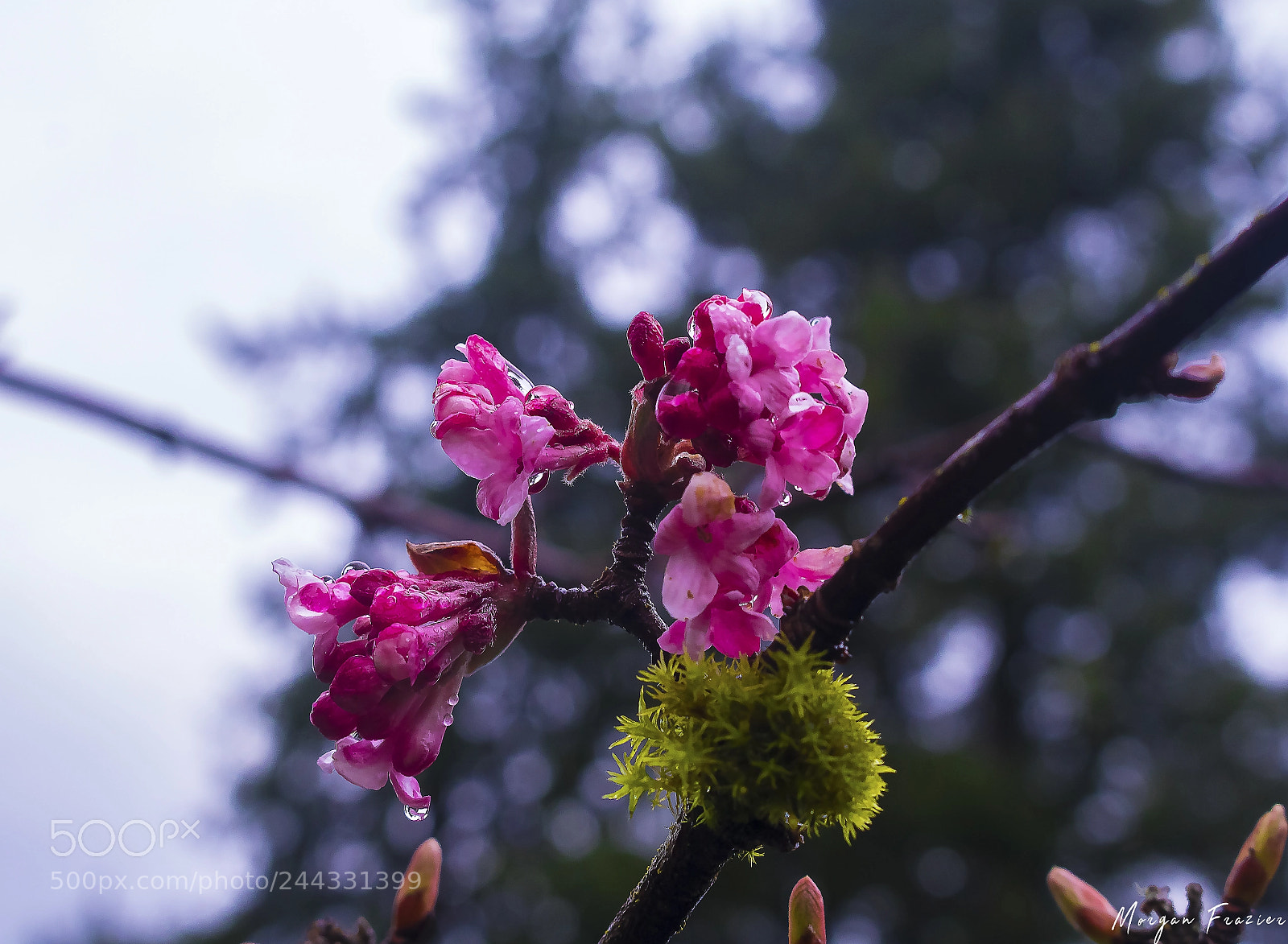 Canon EOS 750D (EOS Rebel T6i / EOS Kiss X8i) sample photo. Blossom in the rain photography