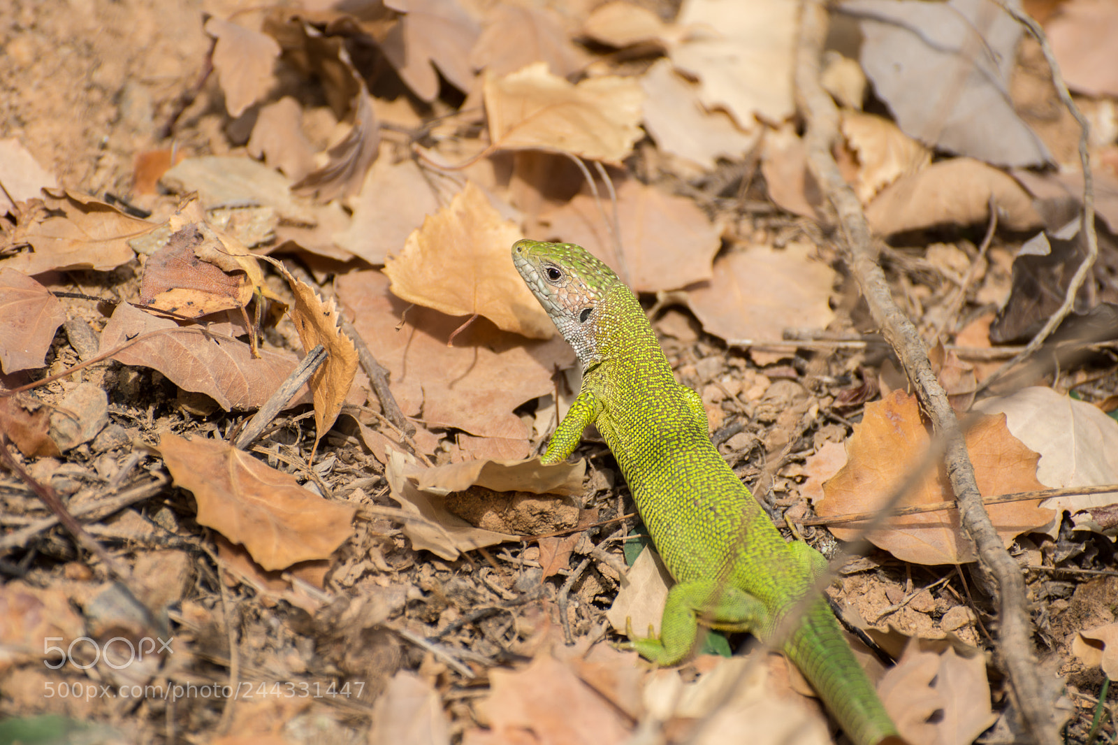 Nikon D7200 sample photo. Green lizard on the photography