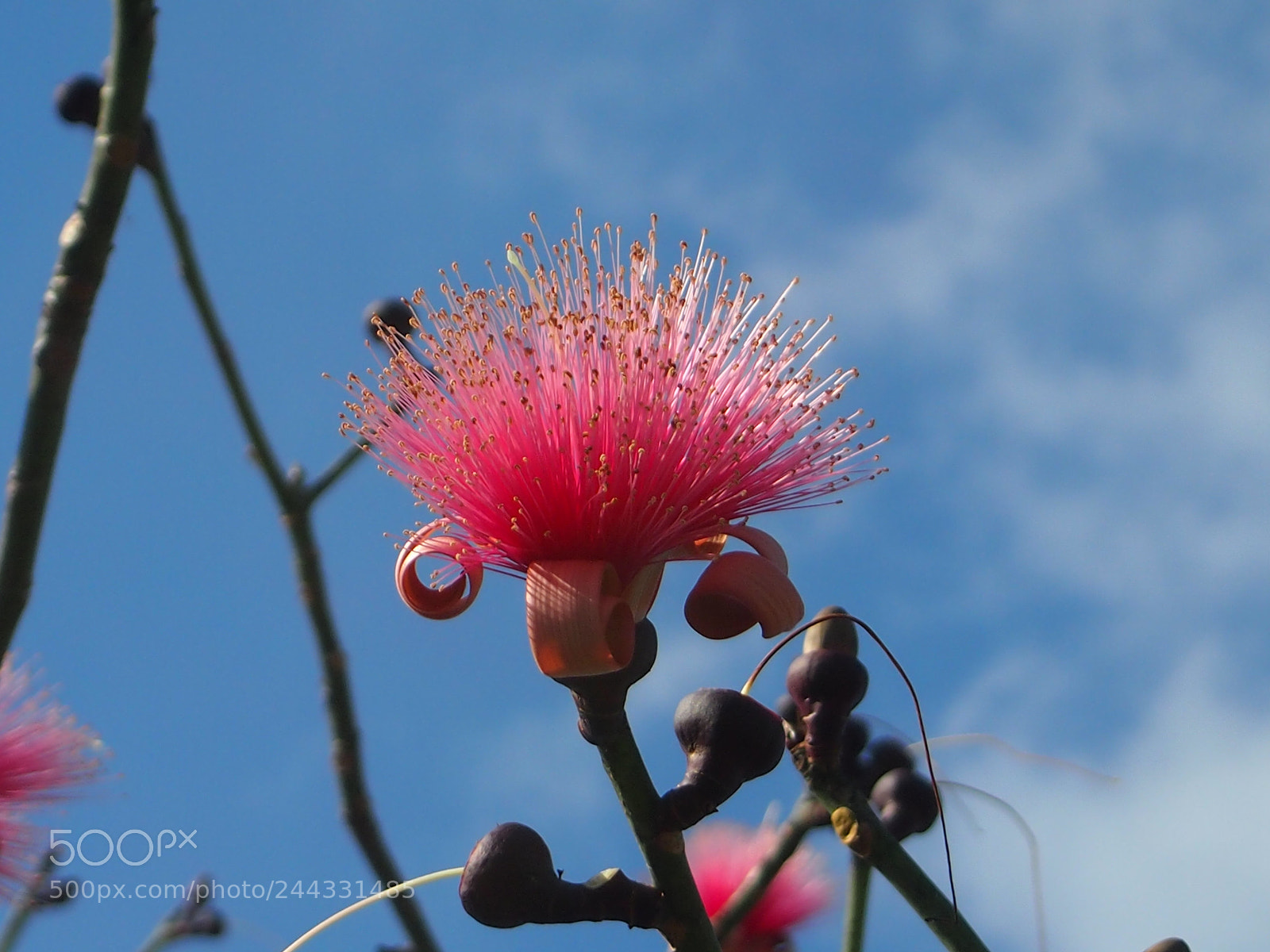 Olympus PEN E-PL3 sample photo. Pink flower. photography