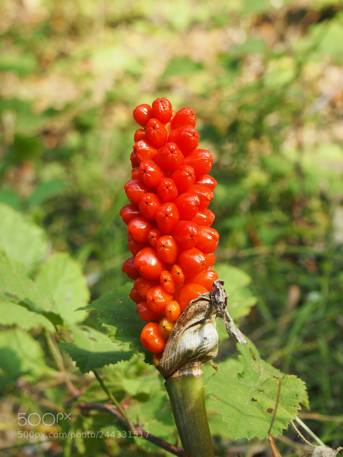Olympus PEN E-PL3 sample photo. Red flower. photography
