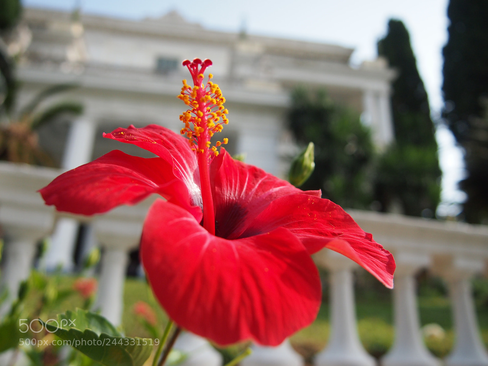 Olympus PEN E-PL3 sample photo. Hibiscus. photography