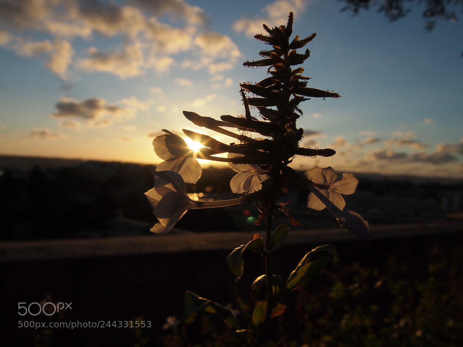 Olympus PEN E-PL3 sample photo. Shadow flower. photography