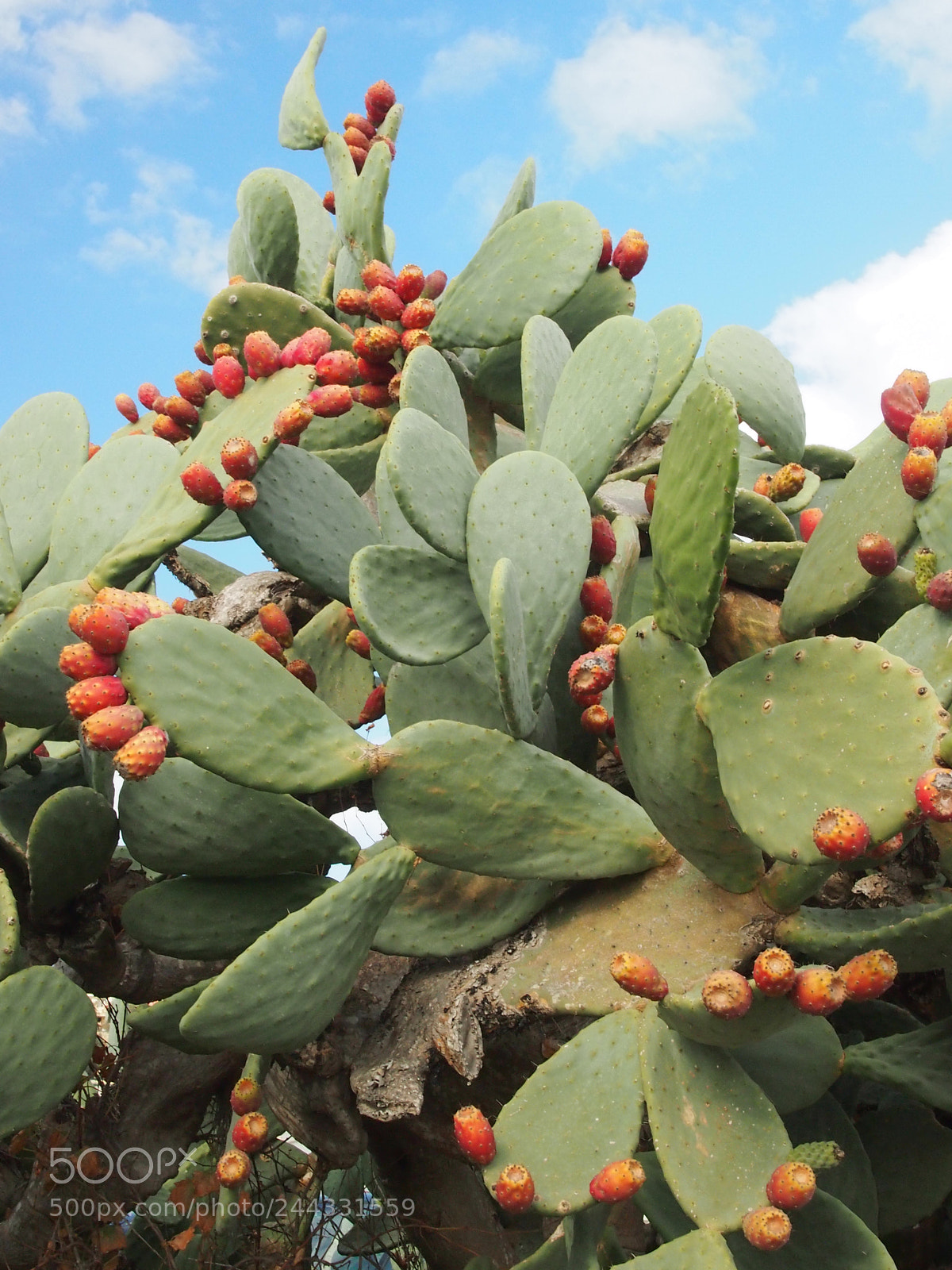 Olympus PEN E-PL3 sample photo. Cactus fruits. photography