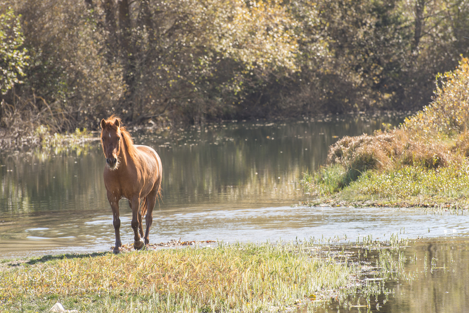 Nikon D7200 sample photo. Wild horse by the photography