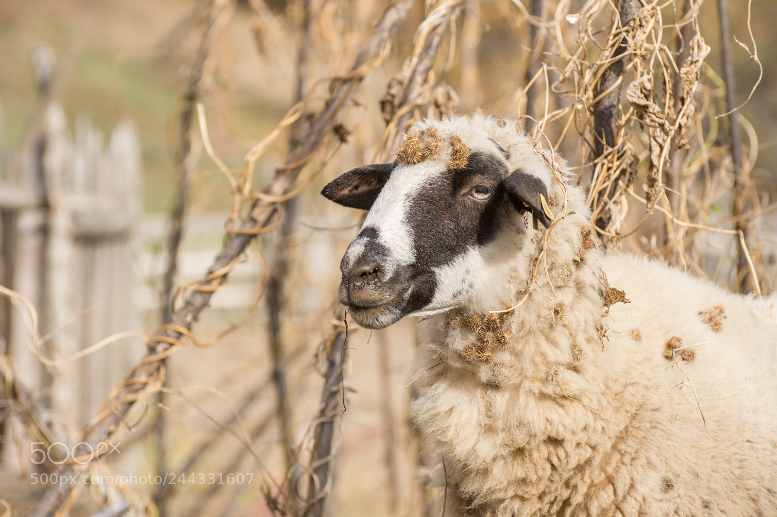 Nikon D7200 sample photo. Sheep in county side photography