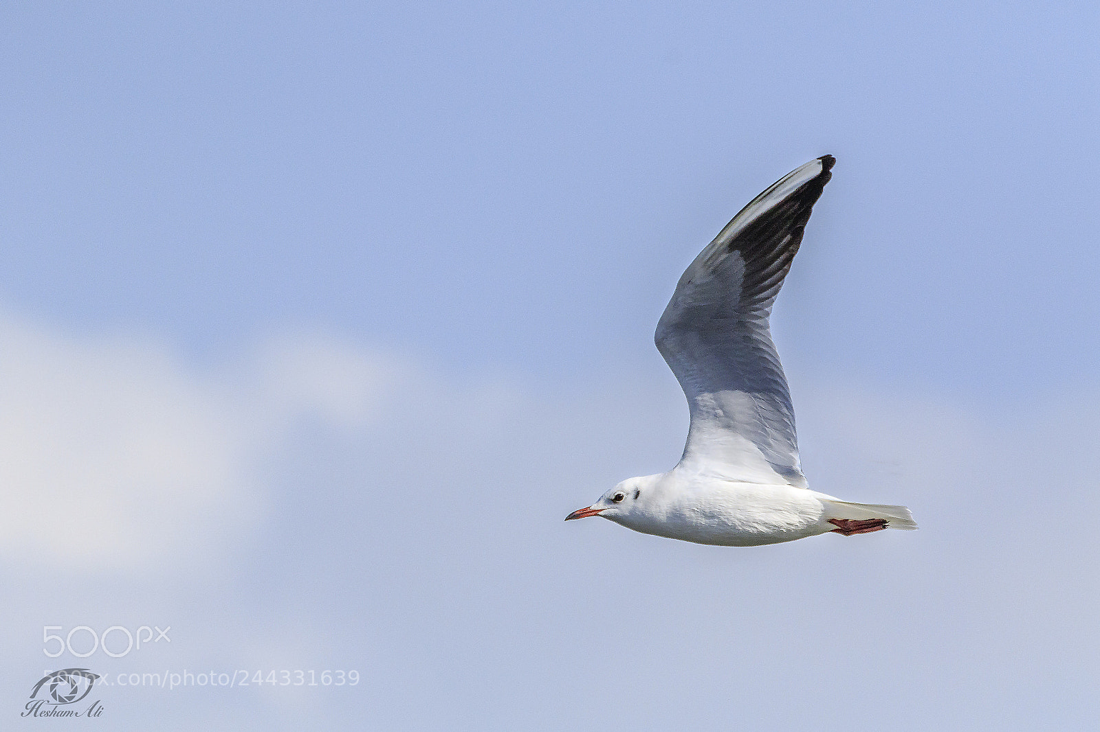 Canon EOS 7D Mark II sample photo. Flying away photography