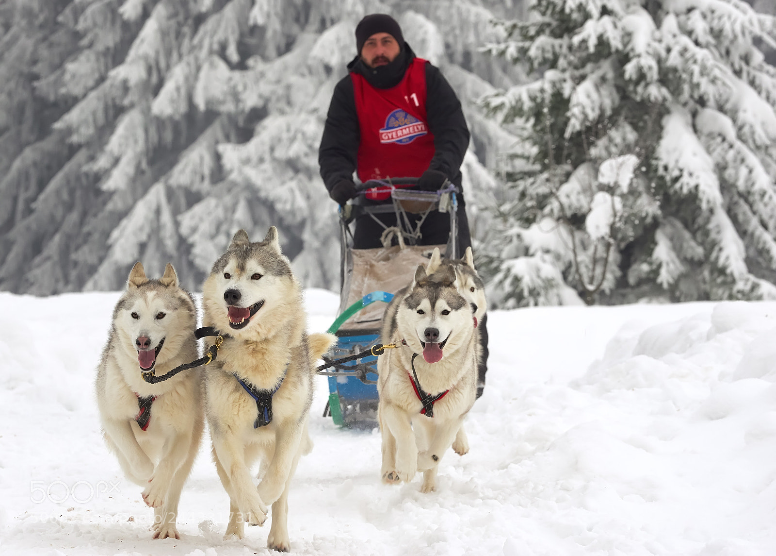 Olympus OM-D E-M1 sample photo. Sleigh dogs photography