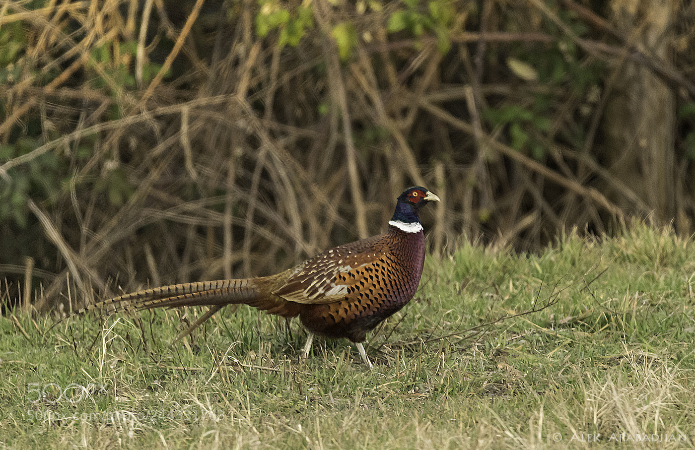 Nikon D5 sample photo. Afternoon walk photography