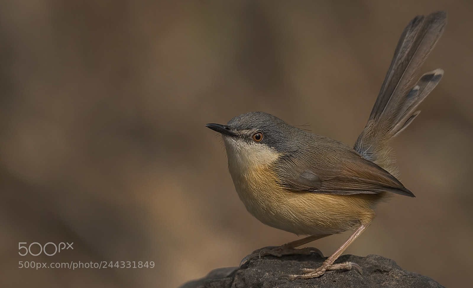 Nikon D500 sample photo. Ashy prinia photography