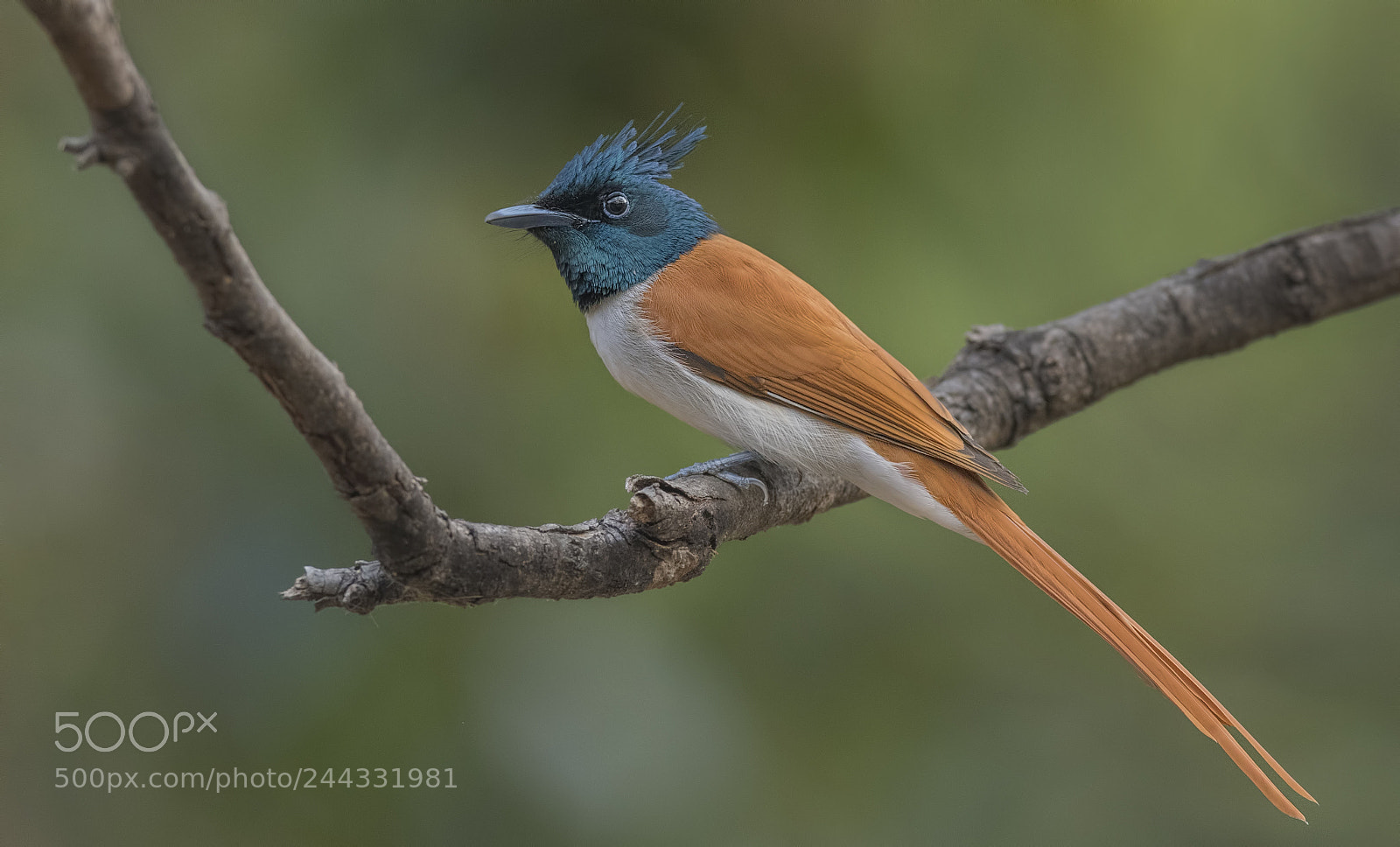 Nikon D500 sample photo. Asian paradise flycatcher male photography