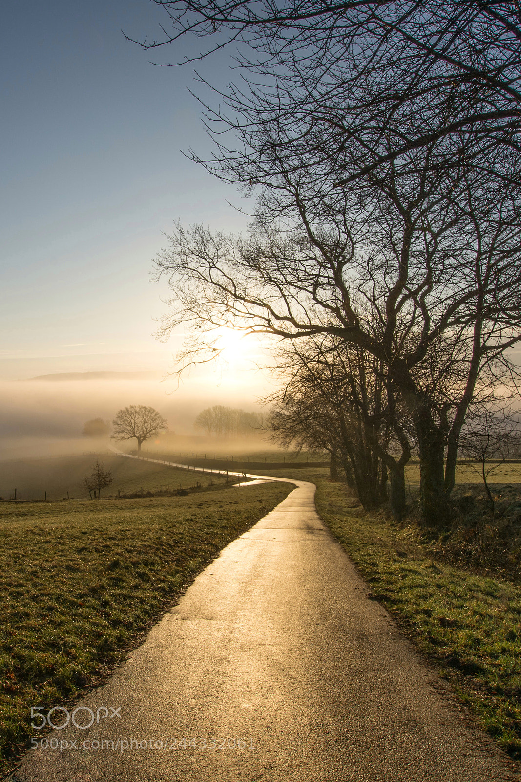Nikon D7200 sample photo. The golden road photography
