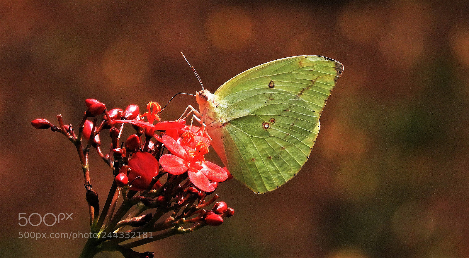 Nikon Coolpix B700 sample photo. Lemon butterfly photography
