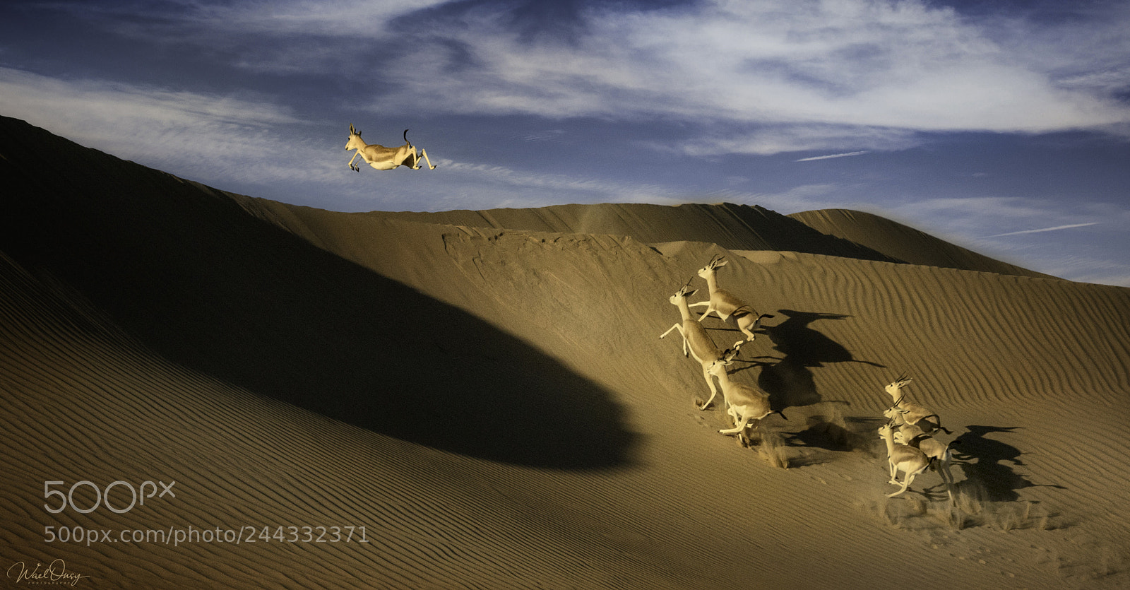 Nikon D800 sample photo. The sand gazelle. photography