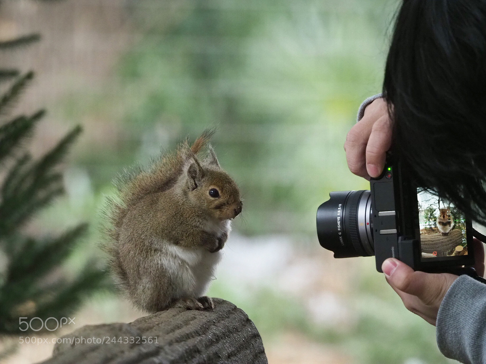 Olympus OM-D E-M1 Mark II sample photo. Please take me lovely photography
