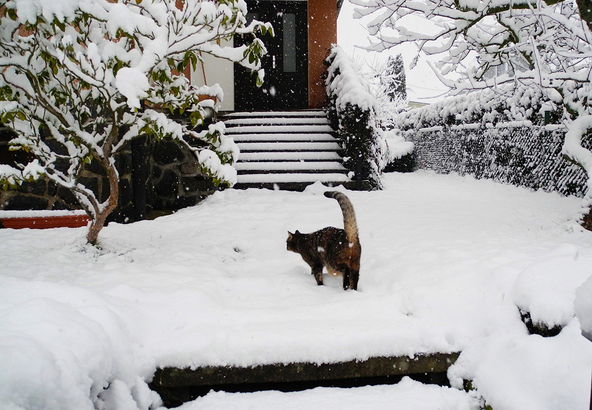 Nikon Coolpix P7100 sample photo. Cat and winter) photography