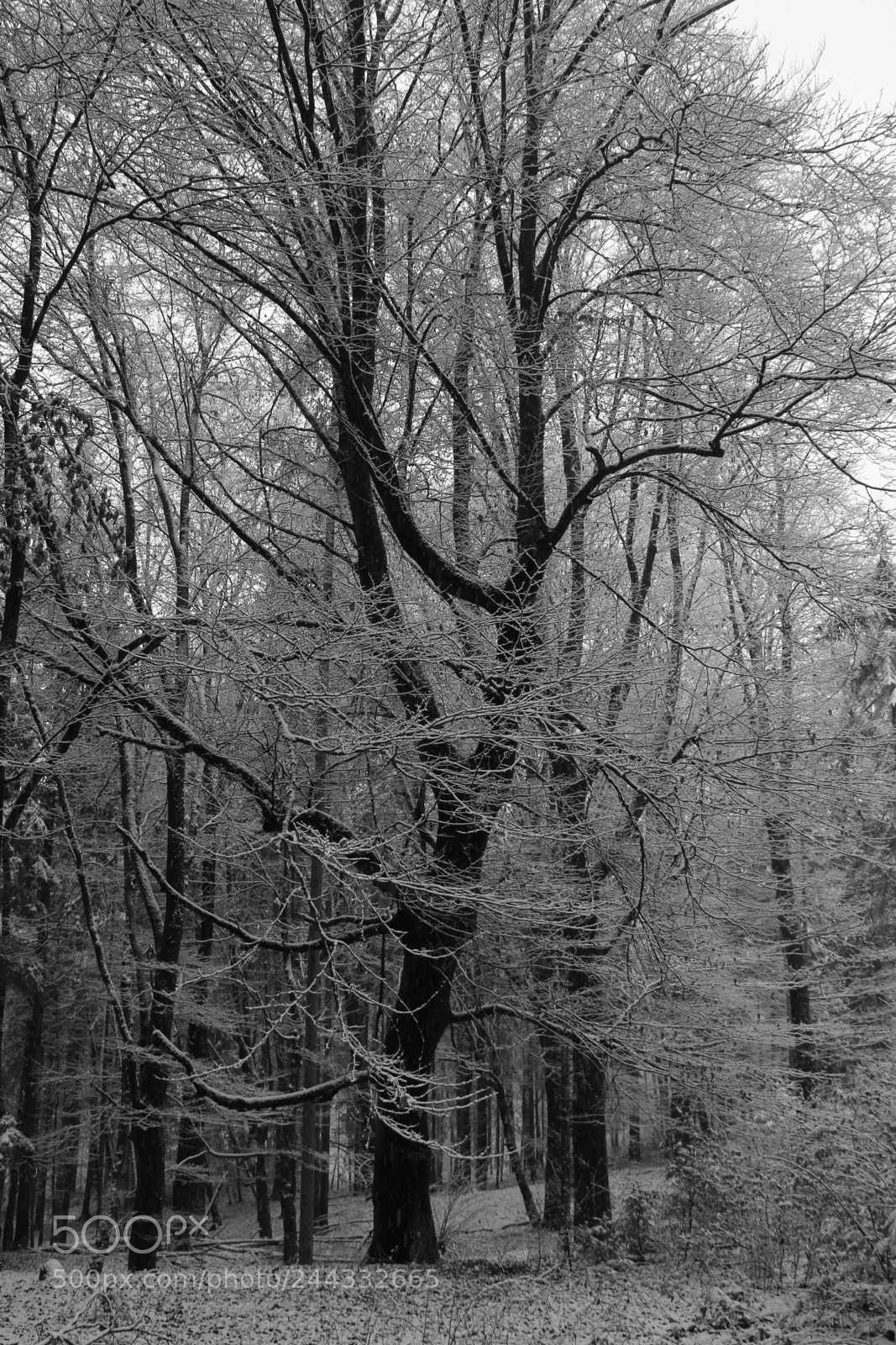 Canon EF-S 18-135mm F3.5-5.6 IS sample photo. Leader of the wood photography
