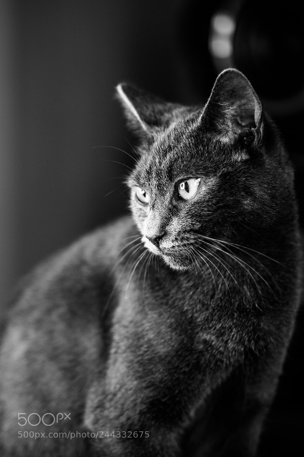 Nikon D700 sample photo. Cherry photography
