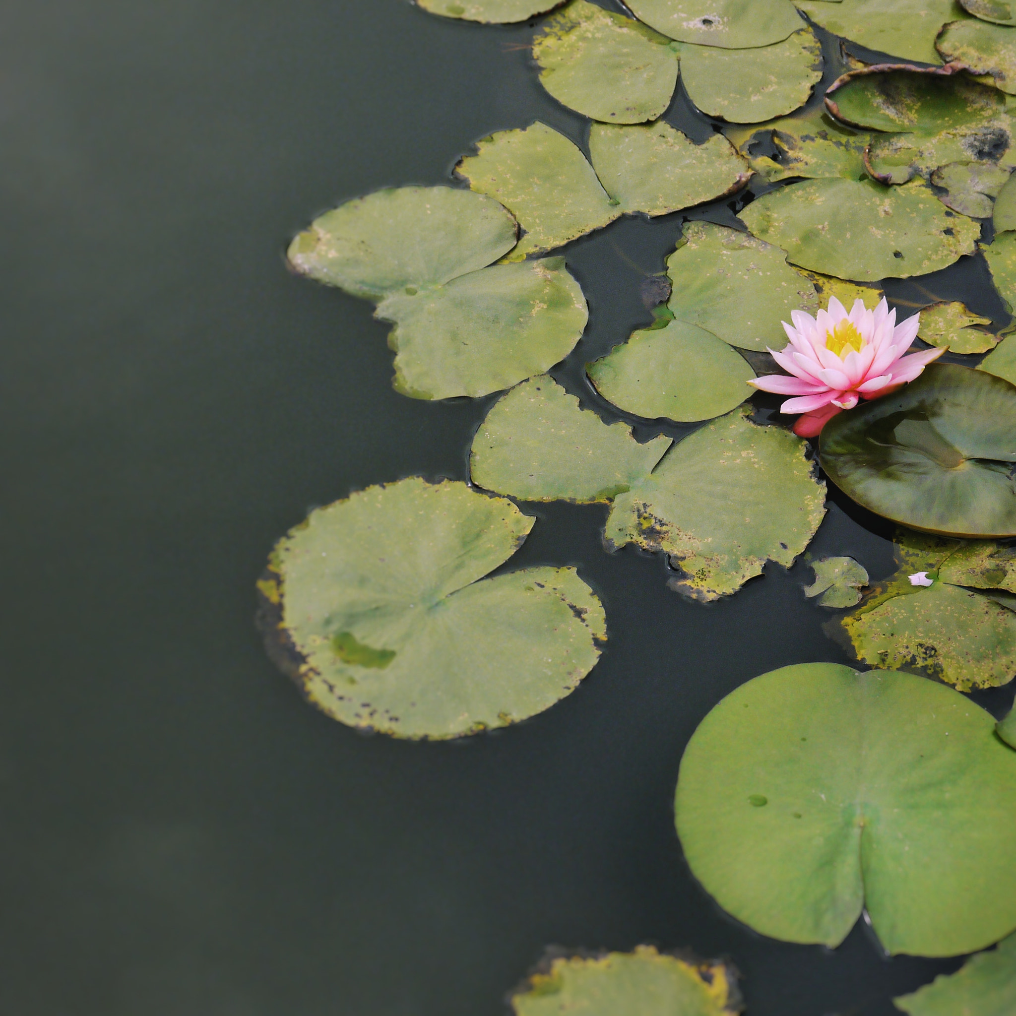 Panasonic Lumix DMC-GF2 sample photo. Lotus荷花 photography