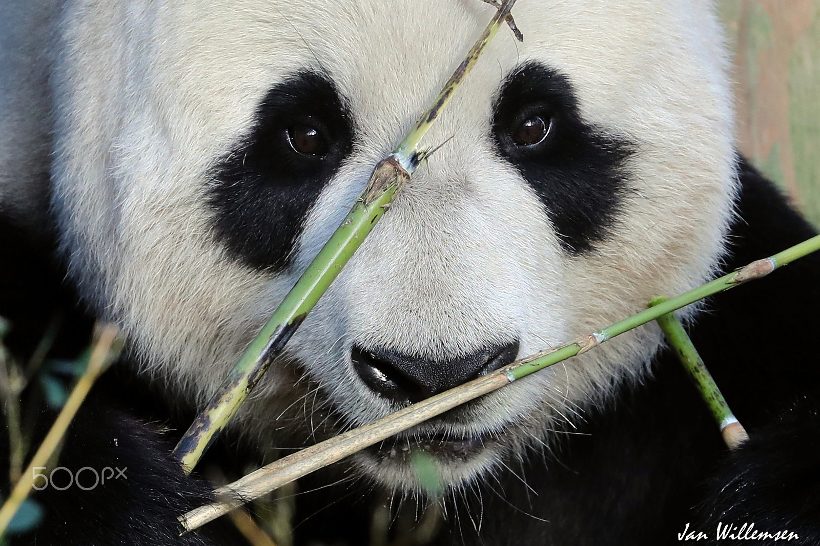 Canon EF 300mm F2.8L IS II USM sample photo. Giant panda photography