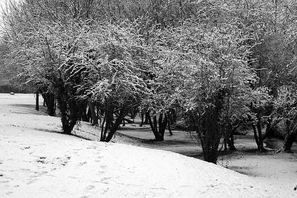 Sony ILCA-77M2 sample photo. Snowy carpet photography