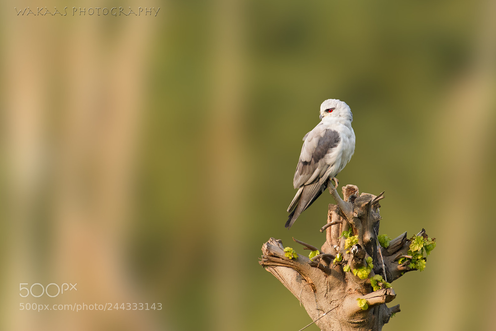 Nikon D500 sample photo. Black-winged kite photography