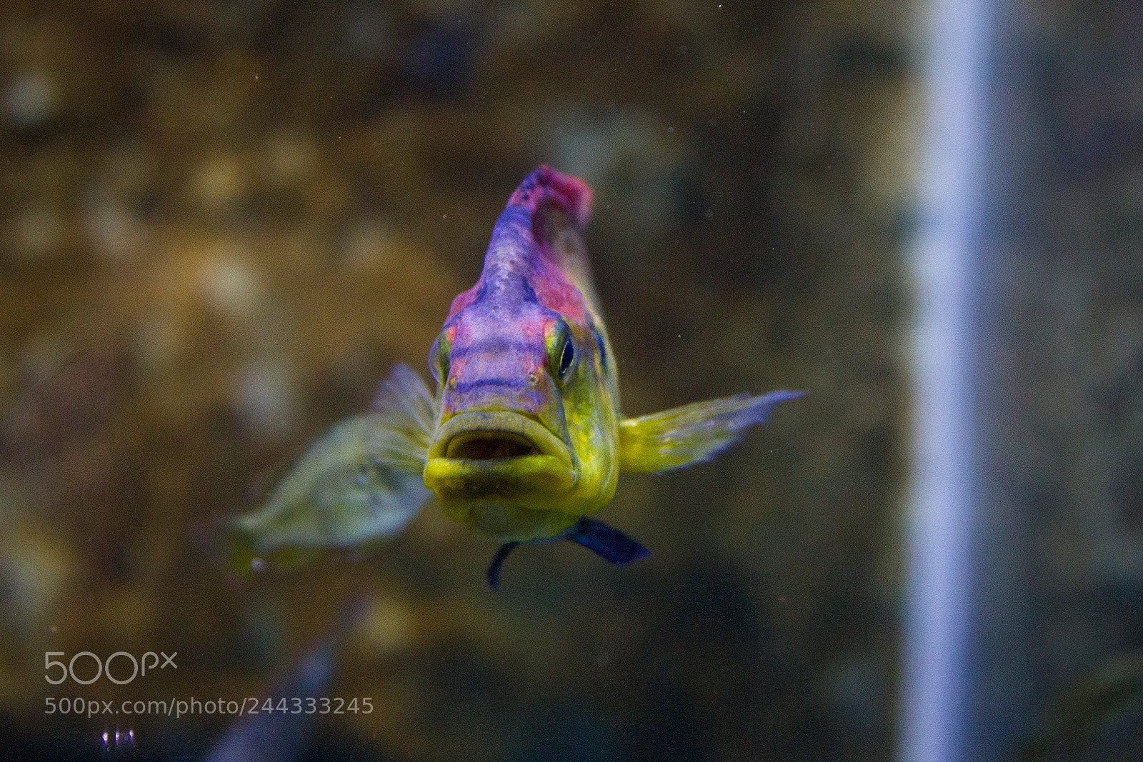 Canon EOS 550D (EOS Rebel T2i / EOS Kiss X4) sample photo. Lake victoria cichlid photography