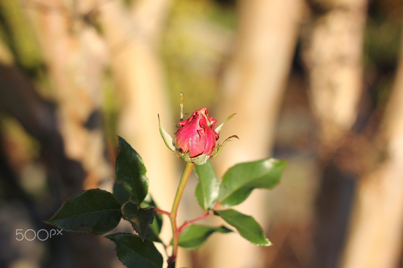 Canon EOS 550D (EOS Rebel T2i / EOS Kiss X4) sample photo. Lonly rose photography