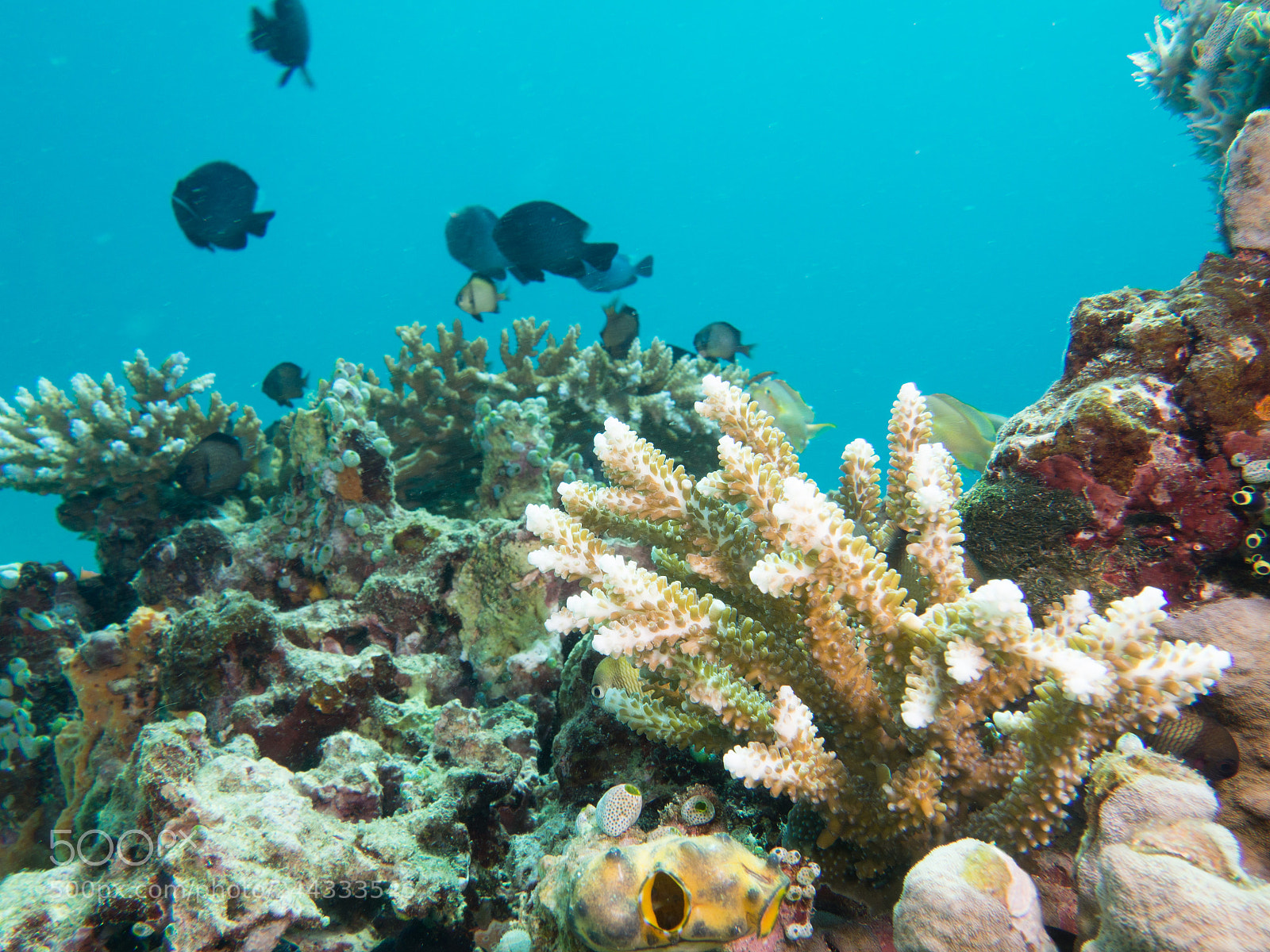 Olympus OM-D E-M10 sample photo. Coral underwater photography