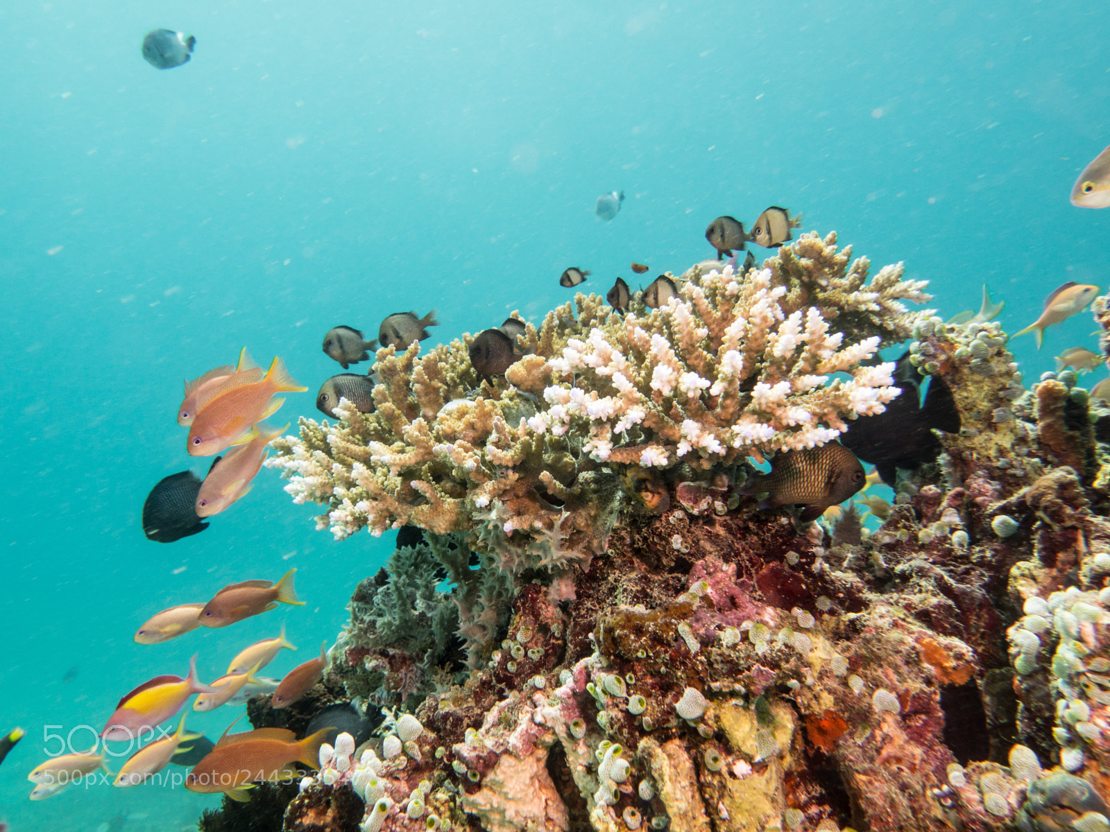 Olympus OM-D E-M10 sample photo. Coral and fish photography